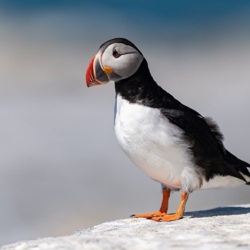 Atlantic Puffin Portrait